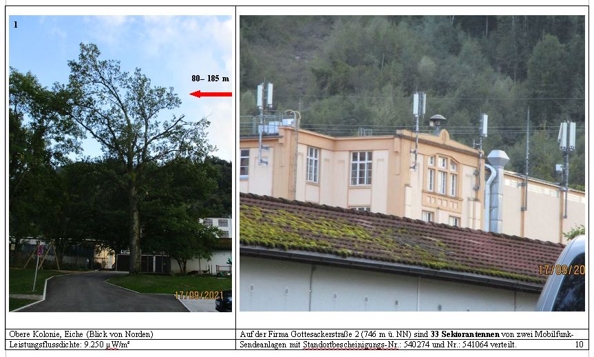 Baumschäden in Immenstadt