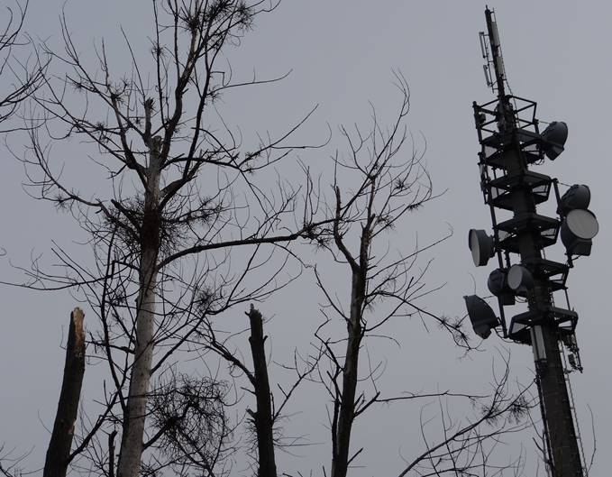 Baumschäden in Dresden