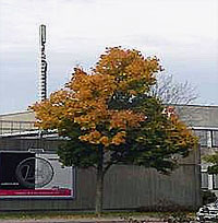 Baumschäden durch Mobilfunk